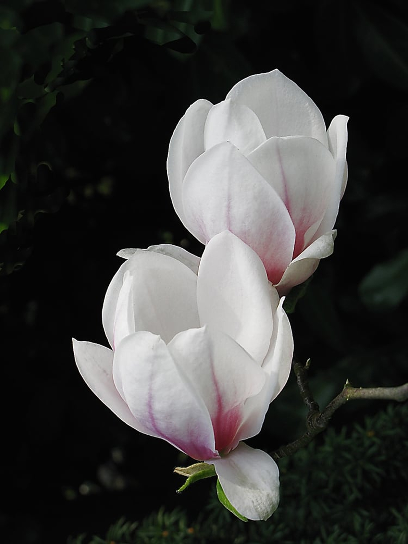 Magnolia en fleurs